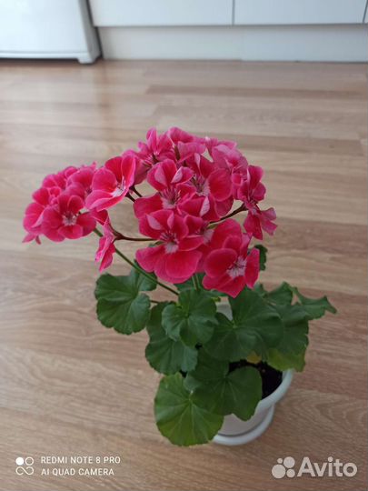 Герани и пеларгонии