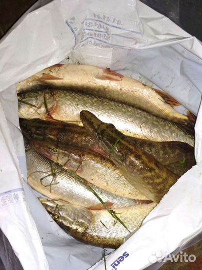 Свежая рыба щука