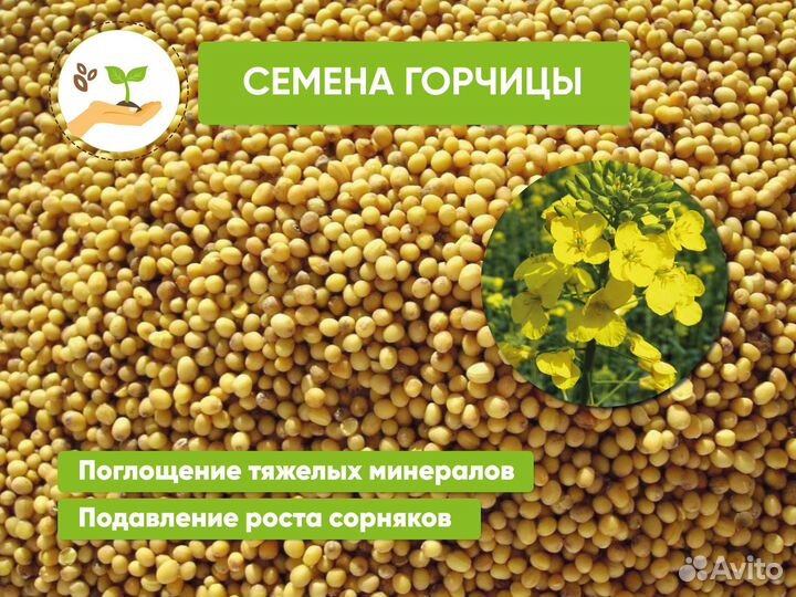 Семена горчицы