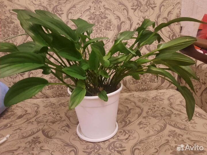 Дримиопсис