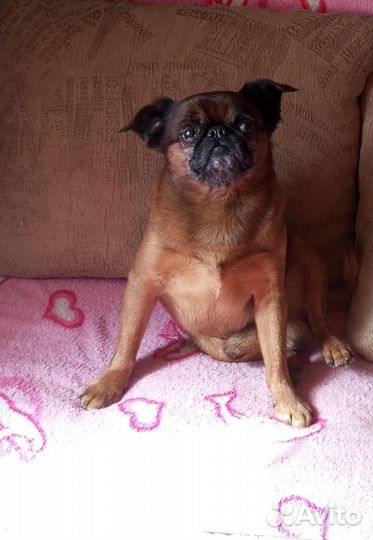 Пти брабансон вязка