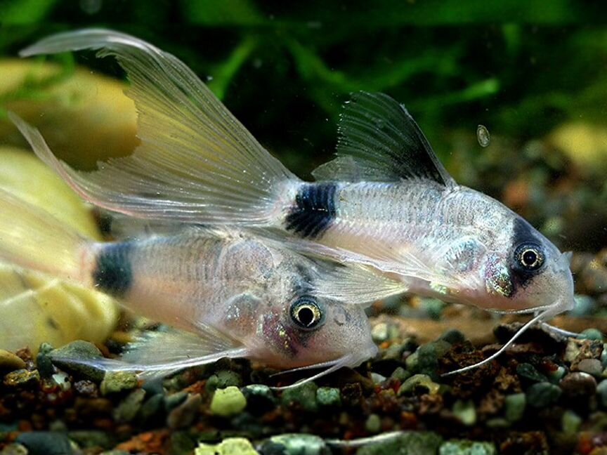 Сомик Коридорас Панда Вуаль (Corydoras Panda Long