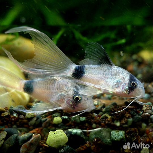 Сомик Коридорас Панда Вуаль (Corydoras Panda Long
