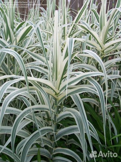 Арундо пестролистный