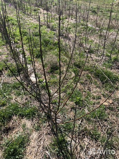 Саженцы 3-х летнего грецкого ореха