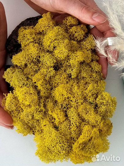 Стабилизированный мох желто-зеленый