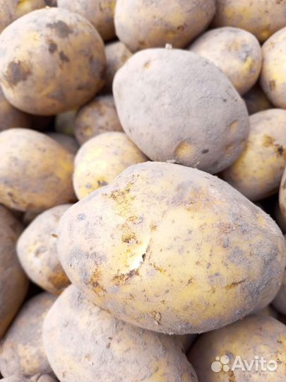 Продам картофель