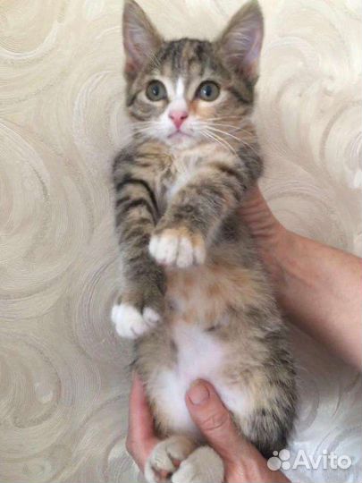 Милая девочка в поисках дома,2 мес