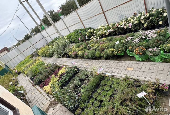 Питомник растений