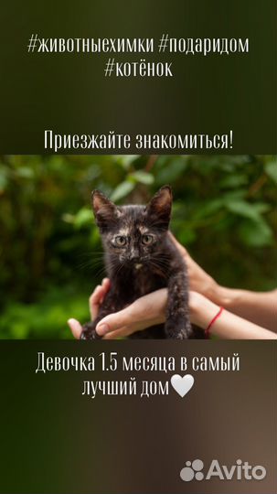 Котята ищут дом