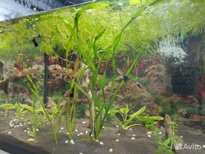 Аквариумные рыбки гуппи. Читать описание