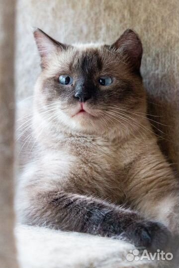 Кошка в добрые руки