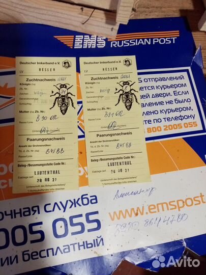 Пчеломатки бакфаст