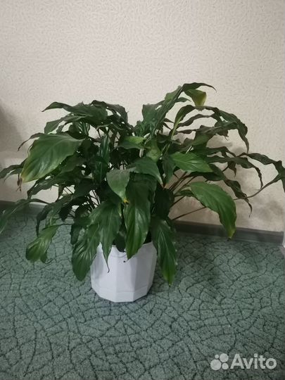 Женское счастье