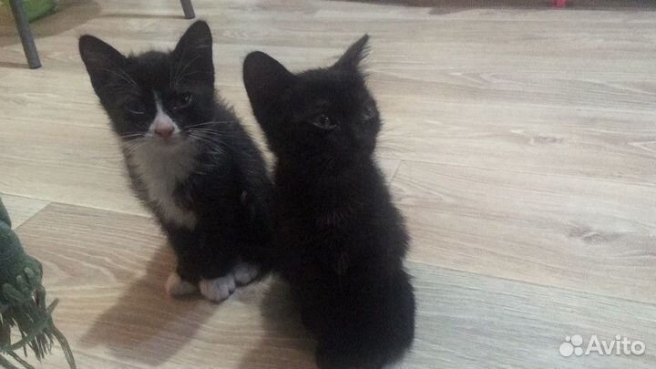 Котята бесплатно