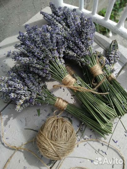 Лаванда саженцы