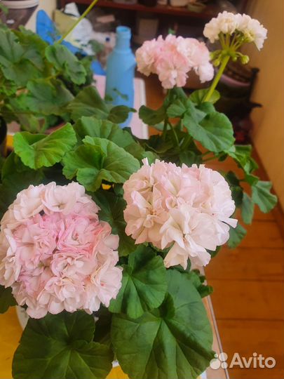 Пеларгония герань сортовая