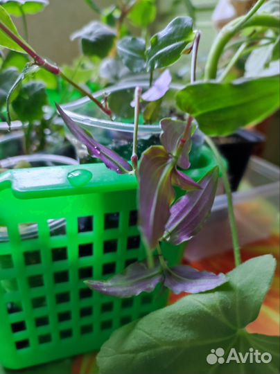 Излишки комнатных цветов