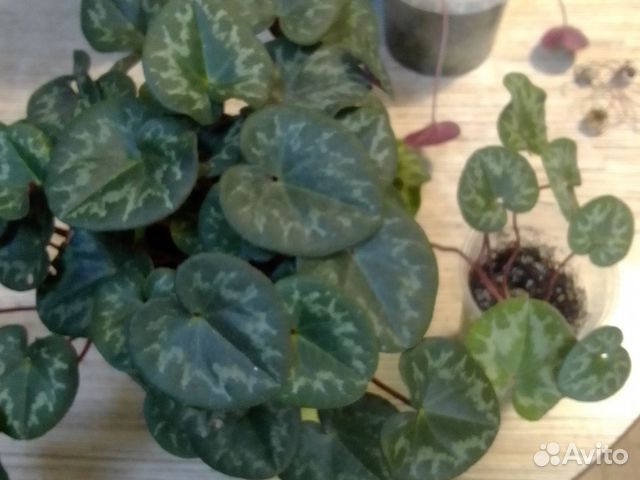 Цикламен (разные виды и семена) купить в Москве | Товары для дома и ...