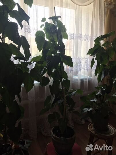 Гибискус