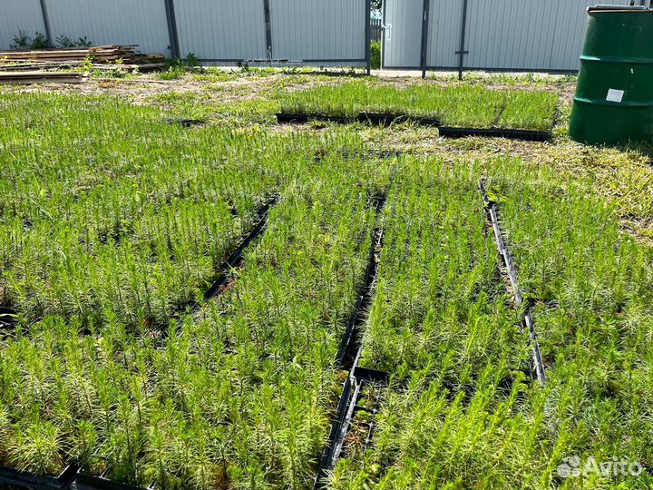 Саженцы ели зкс от производителя