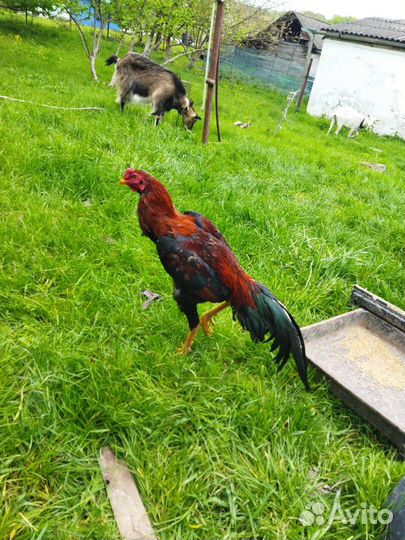 Куры и петухи