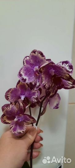 Phal.Hsin Bigbang. Цветущие