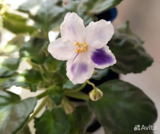 Сортовые фиалки