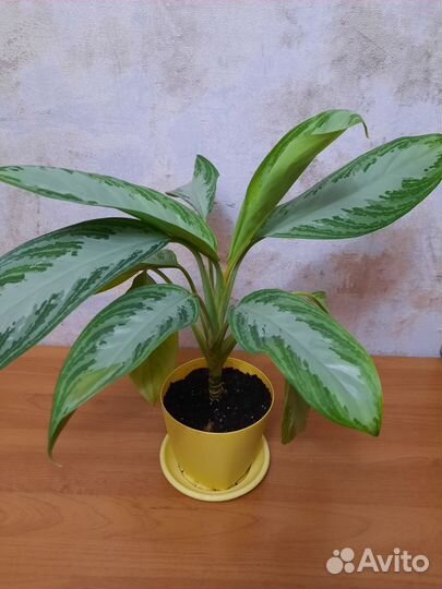 Аглаонема сильвер бей