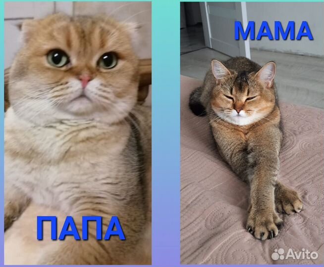 Шотландские котята