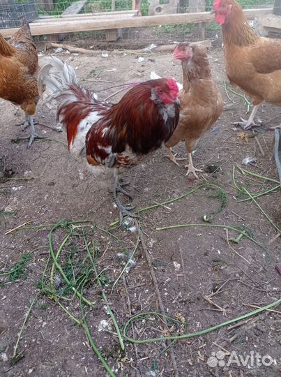 Петух амераукана