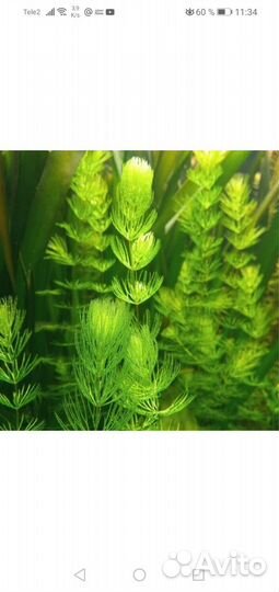 Аквариумное растение