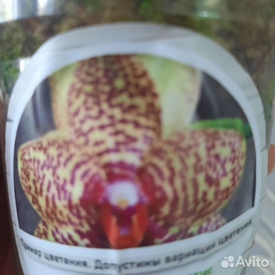 Орхидея фаленопсис