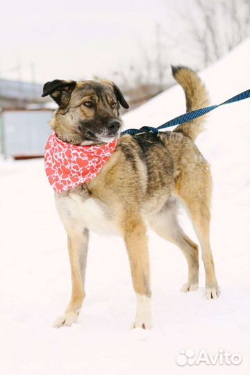 Отдам в хорошие руки Миру