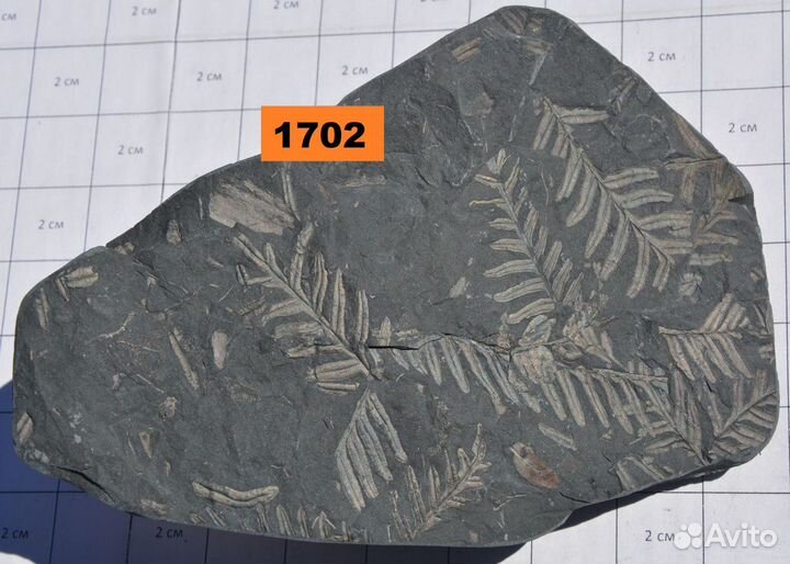 Папоротники Alethopteris, Mariopteris, Neuropteris