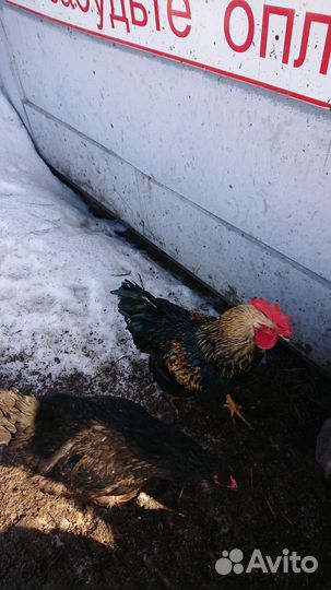 Молодые петушки