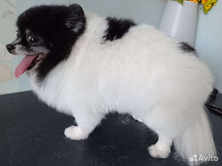 Грумер, стрижка собак и кошек