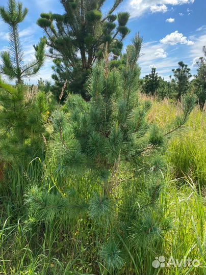 Сосна кедровая Сибирская / Кедр 200 см