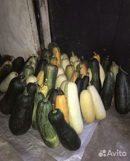 Кабачки домашние