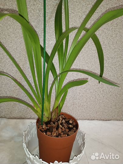 Орхидея цимбидиум