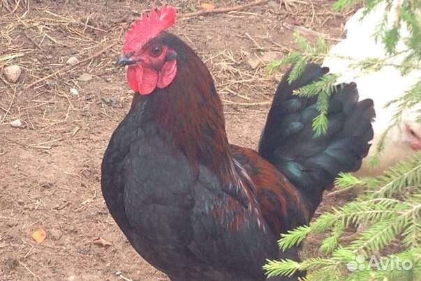 Куры несушки,молодки домашние