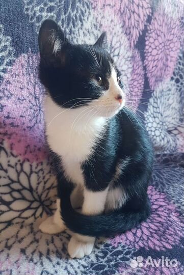 Котёнок- ручная, игривая девочка