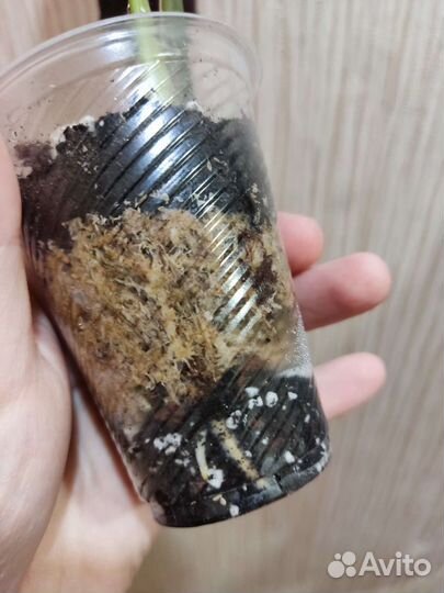 Калатея сандериана