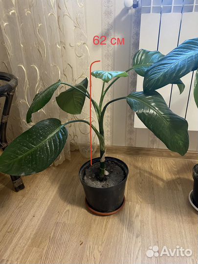 Диффенбахия Комнатные цветы Отросток