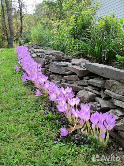 Растения для сада и дачи (Безвременник)