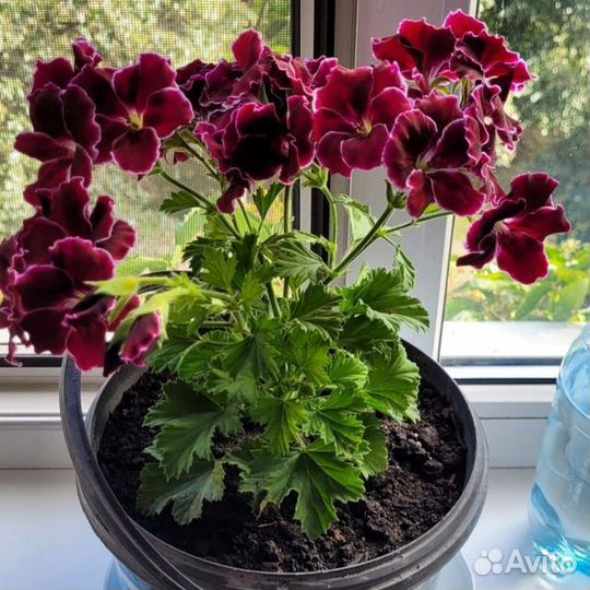 Пеларгония герань