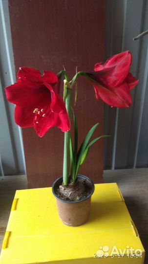 Гиппиаструм