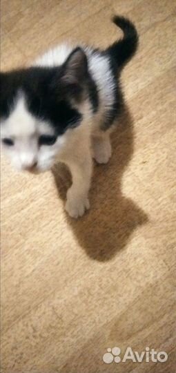 Котята в добрые руки 1,5 месяца