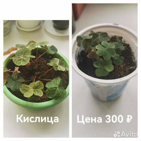 Кислица Деппа, Герань, Руэллия, Ландыш и т. д