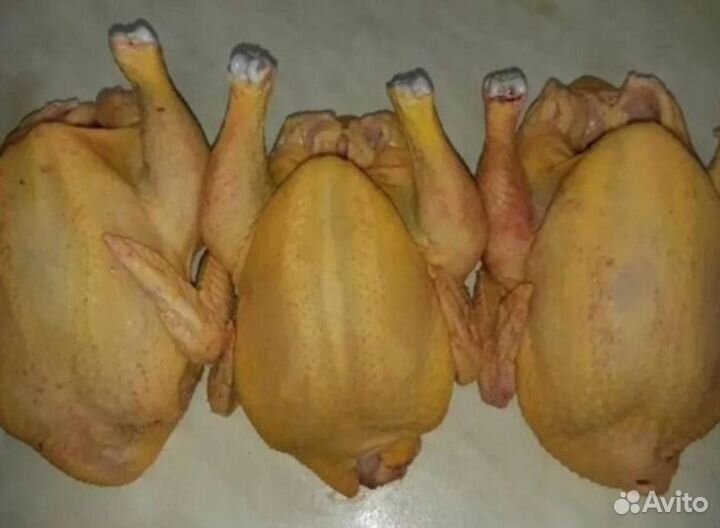 Куры домашние